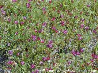 Purple sac clover