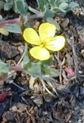 Primrose