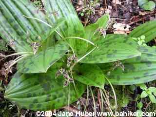 Fetid adder's tongue