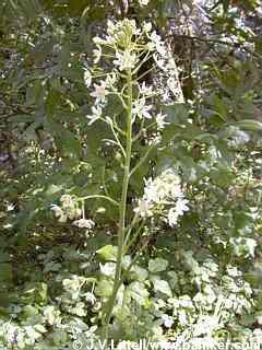 Fremont's camas photo