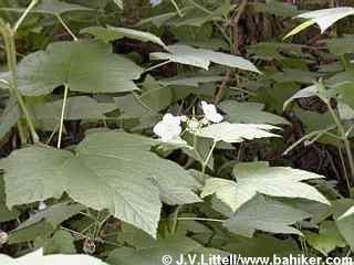 Thimbleberry photo