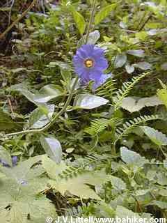 Blue witch nightshade photo