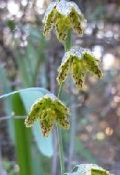 Mission bells photo