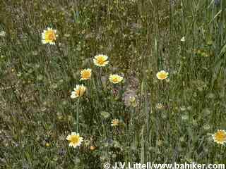 Tidytips photo
