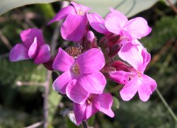 Coast rock cress