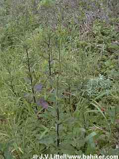 Figwort photo
