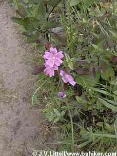Checker-bloom photo