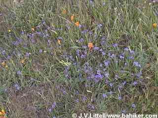 Blue-eyed grass photo