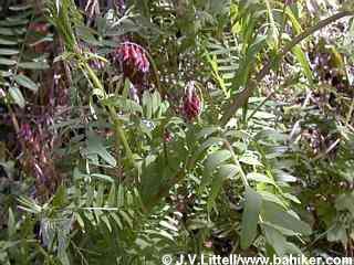 Vetch photo