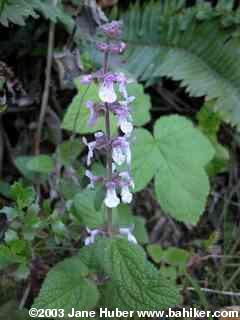 Hedgenettle