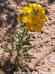 San Franciscan wallflower
