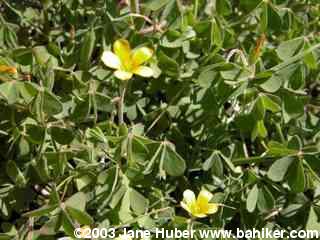Radishroot woodsorrel