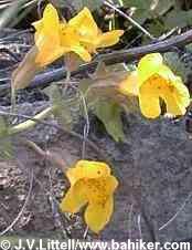 Seep monkeyflower