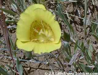 Yellow mariposa lily