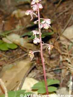 Shinleaf