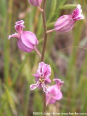 Jewelflower