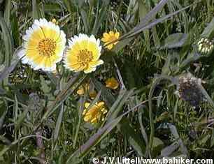 Tidytips photo