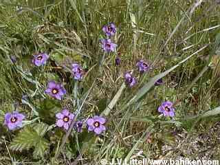 Blue-eyed grass photo