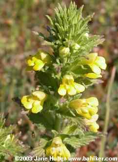 Yellow glandweed
