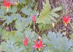 Columbine photo