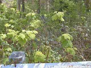 Thimbleberry photo