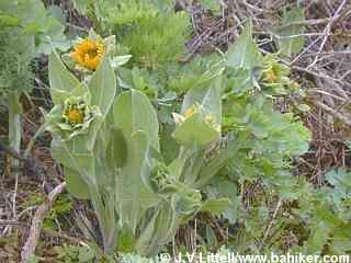 Mule ear sunflowers