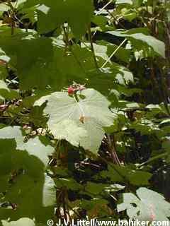Thimbleberry photo