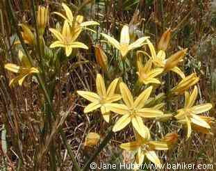 Golden brodiaea