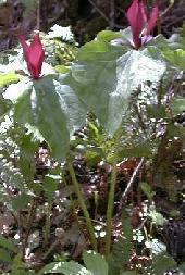 Giant trillium
