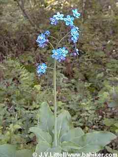 Hound's tongue photo