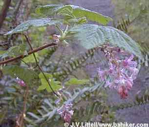 Currant