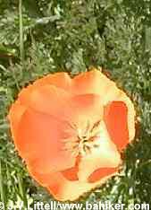 Poppy photo