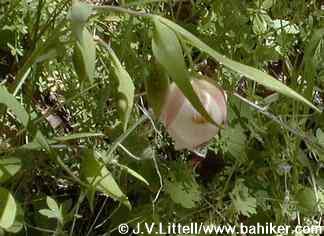 Fairy lantern photo